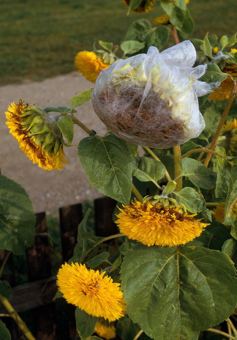 Helianthus annuus