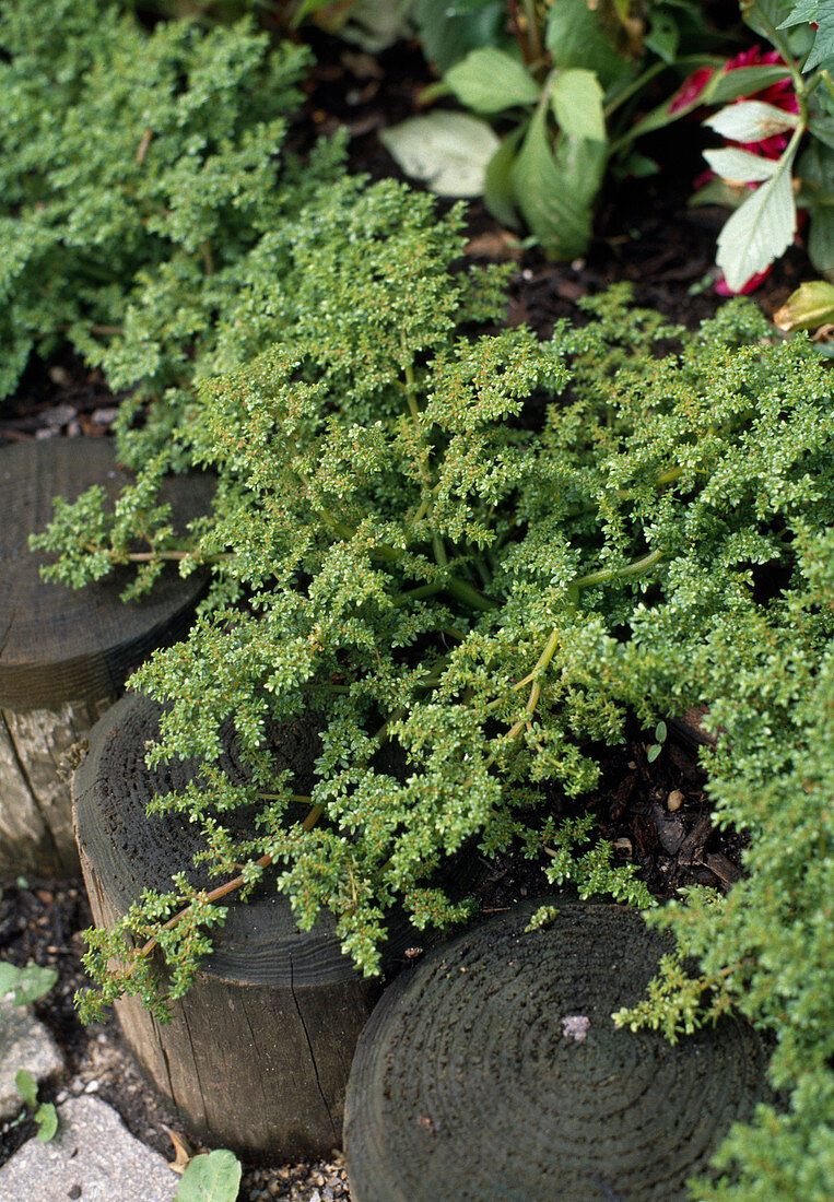 Pilea glabra (Kanonierblume)