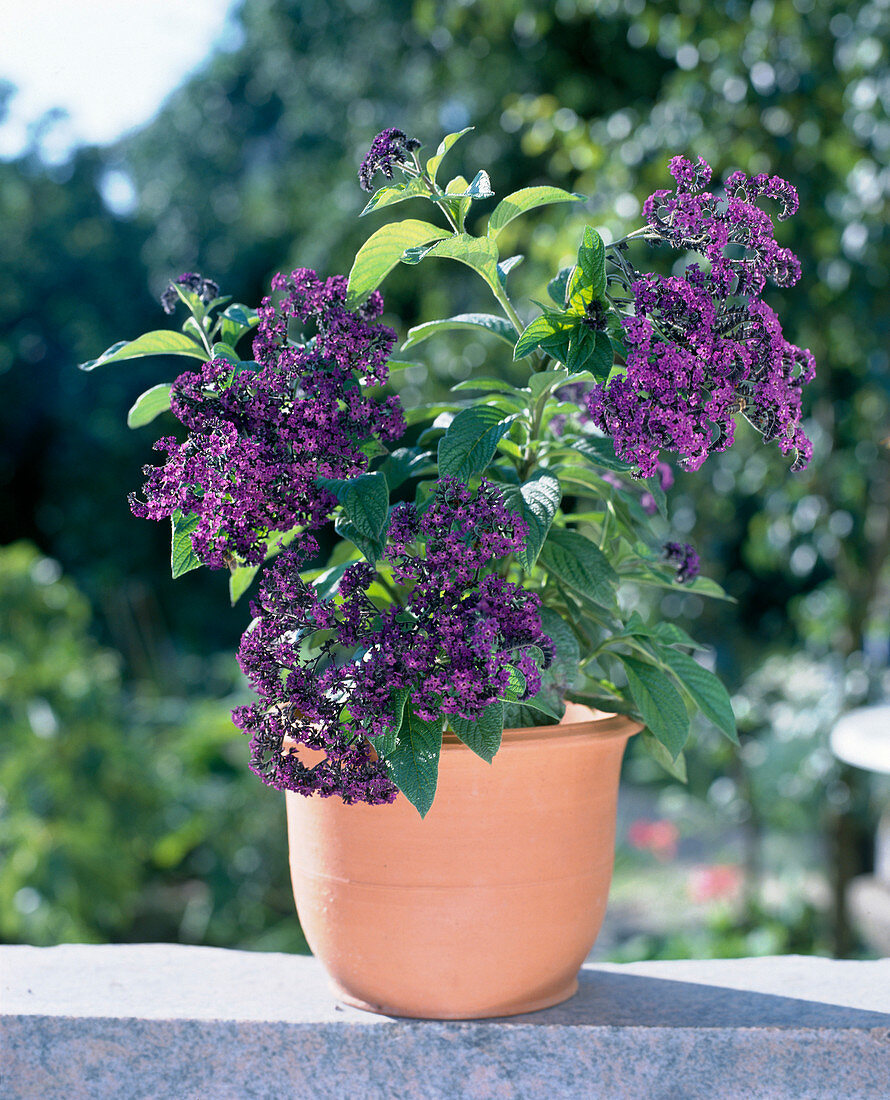 Heliotropium arborescens