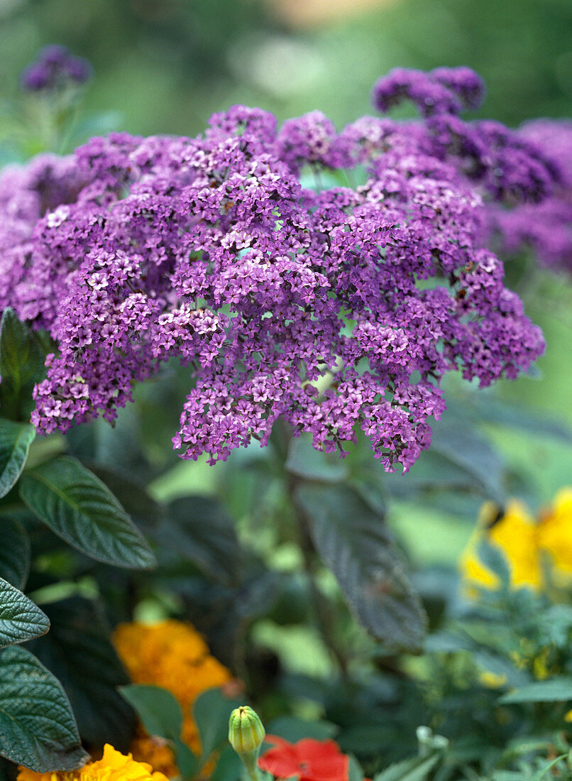 Heliotropium Arboreschens 'Marine'