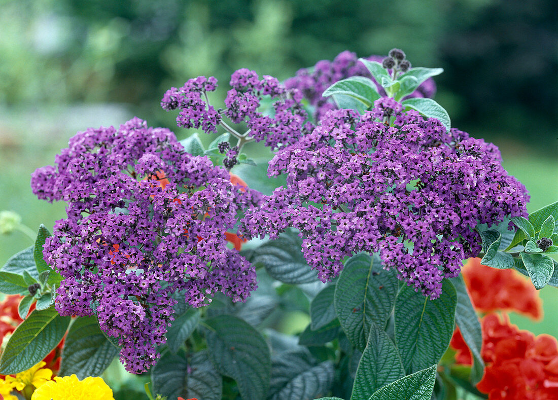 Heliotropium arborescens 'Marine'