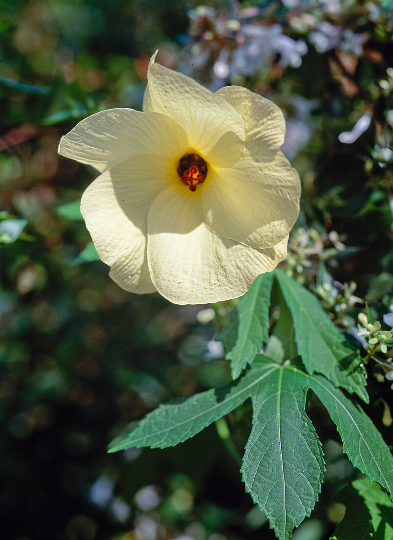 Hibiscus manihot 'Cremecup'