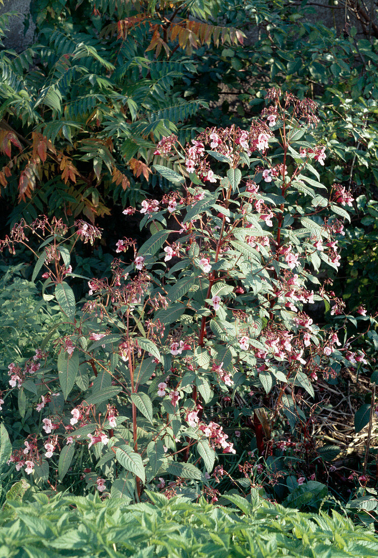 Impatiens glandulifera