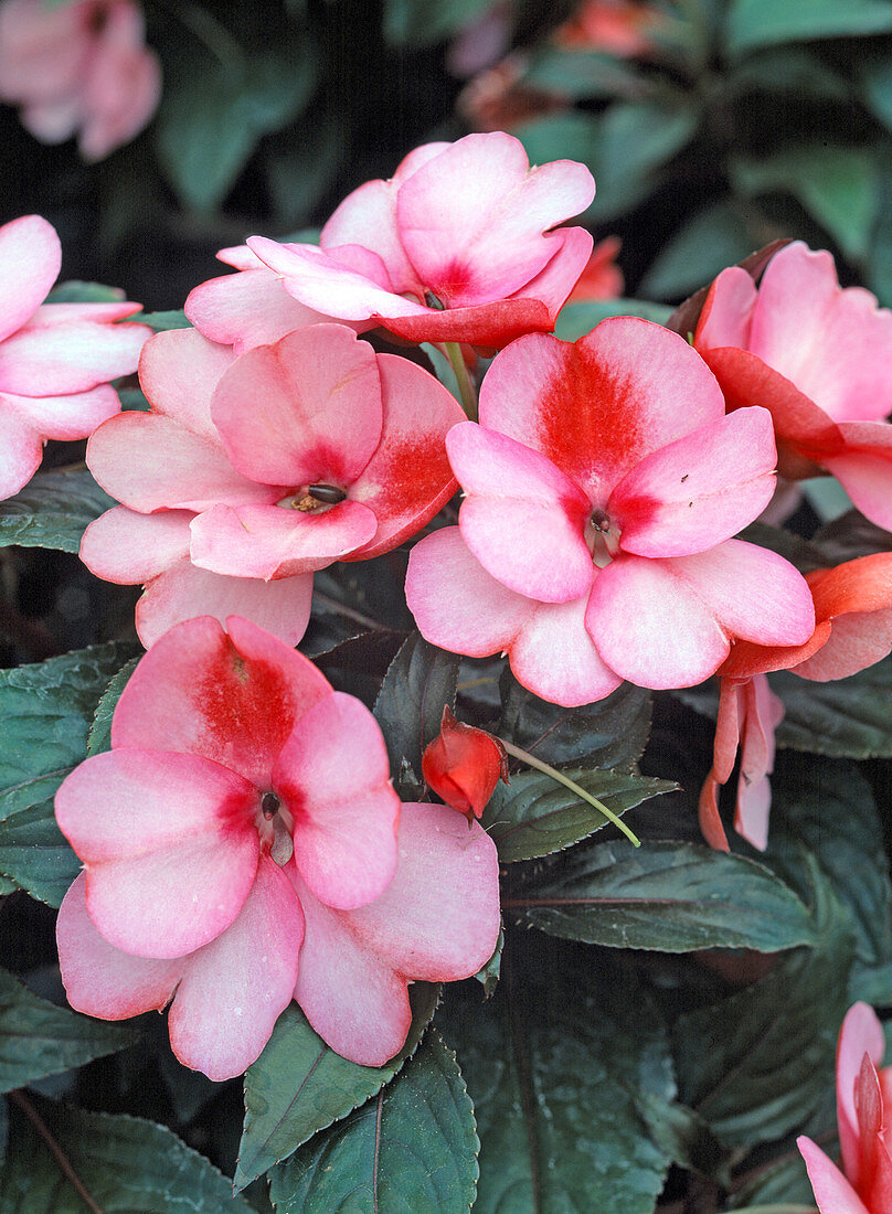 Impatiens New Guinea hybrid