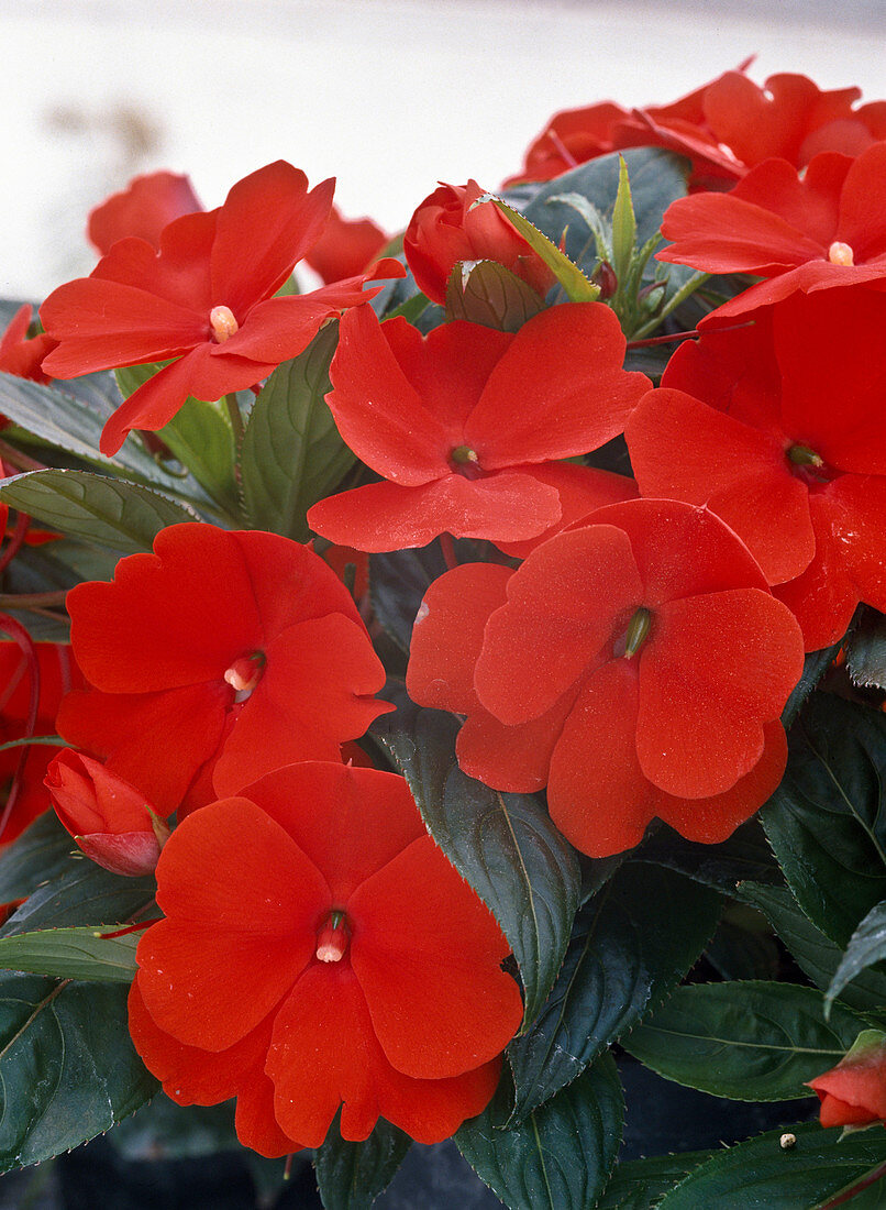 Impatiens New Guinea hybrid