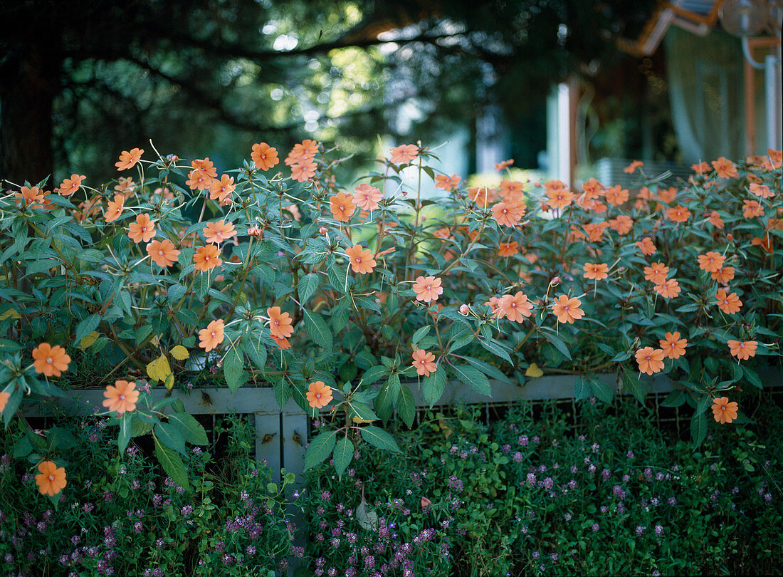 Impatiens-New Guinea 'Tango' hybr.