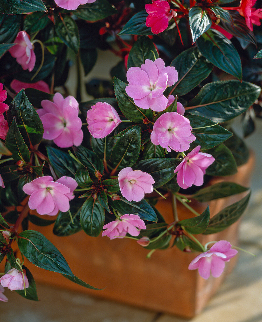 Impatiens New Guinea Hybrid