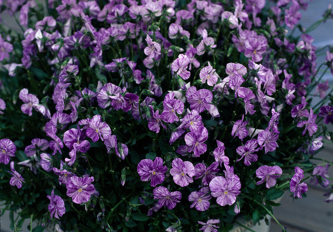 Viola columbine