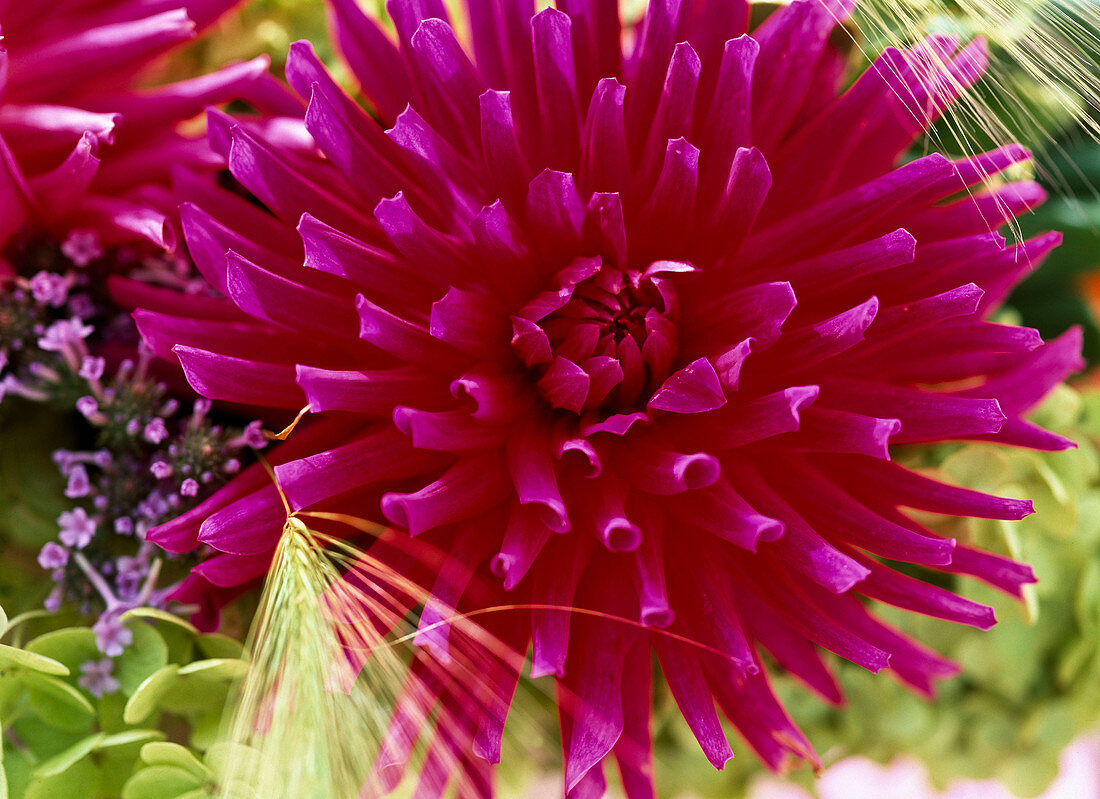 Dahlia hybrid 'Arosa'