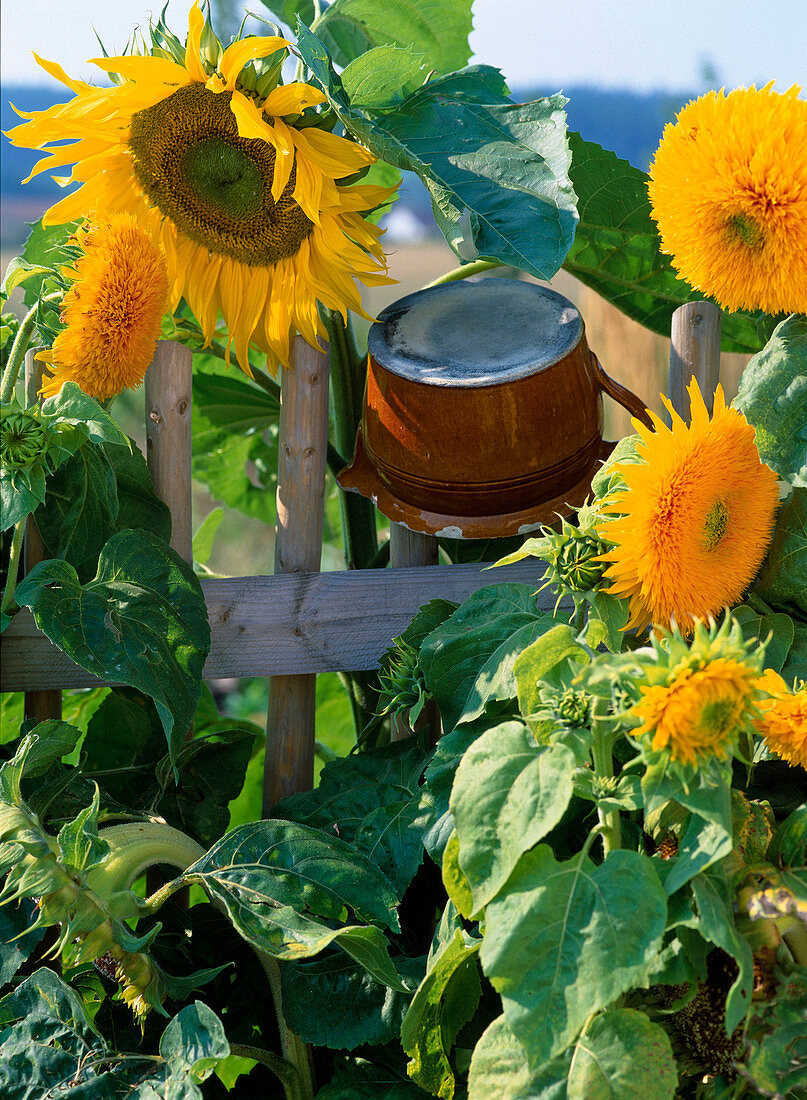 Helianthus annuus 'Santa Fe', 'Sunbright Supreme'