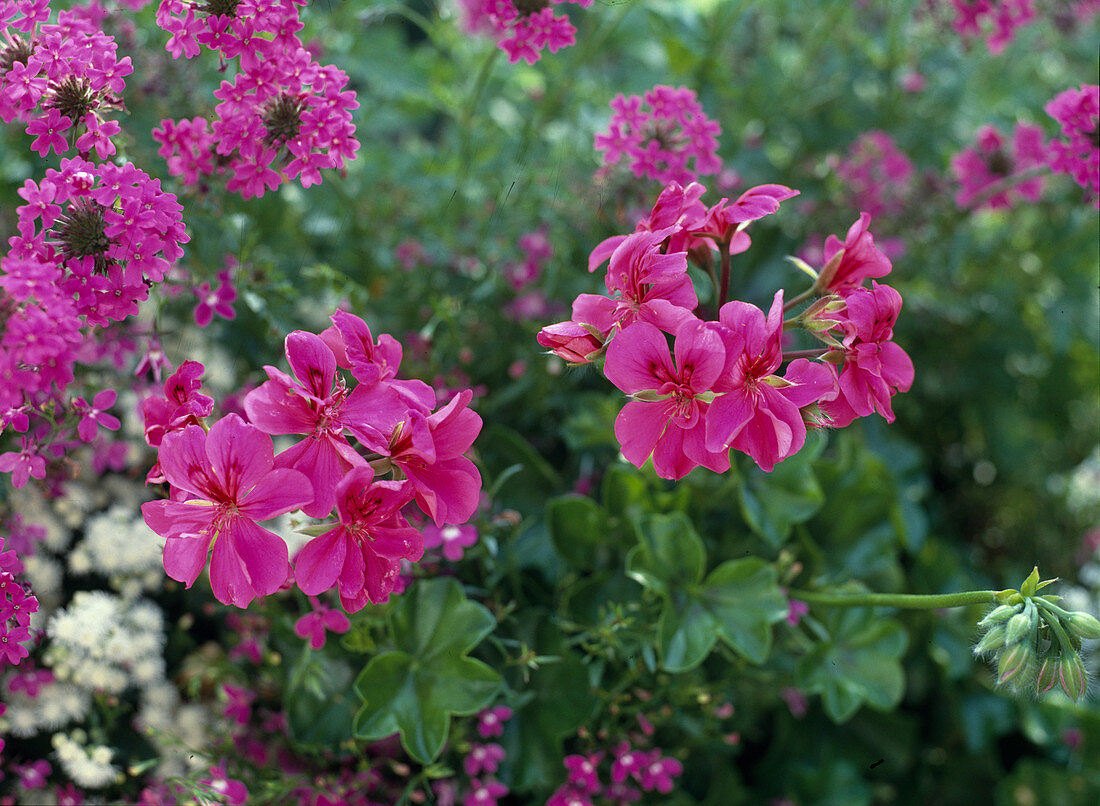 Pelargonium-peltatum hybrid