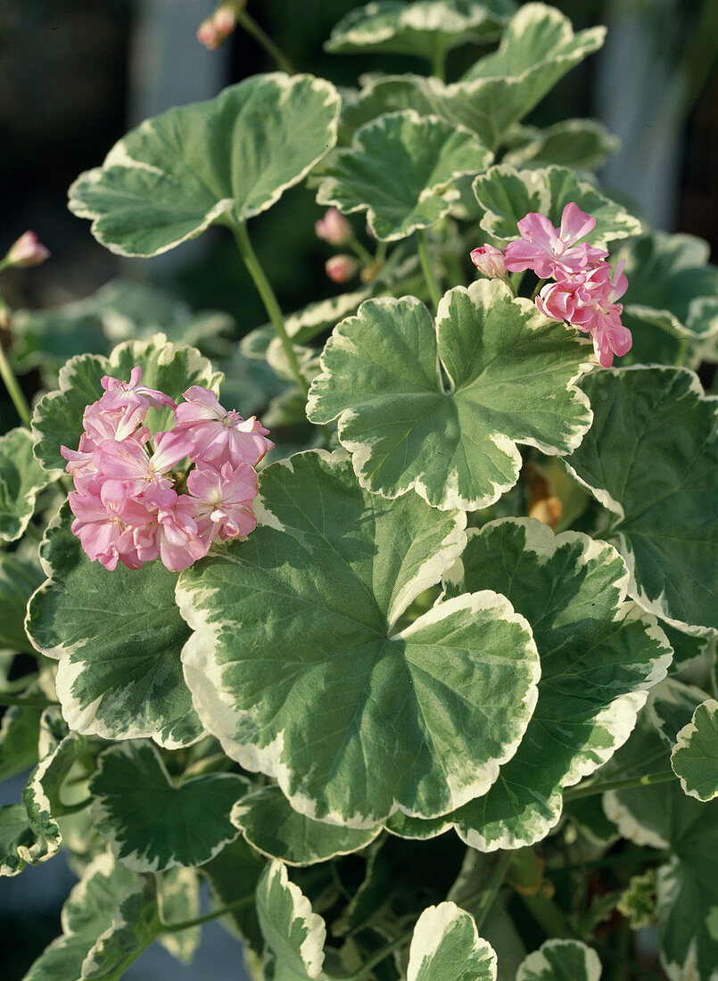 Blatt-Pelargonie 'Chelsea Gun'