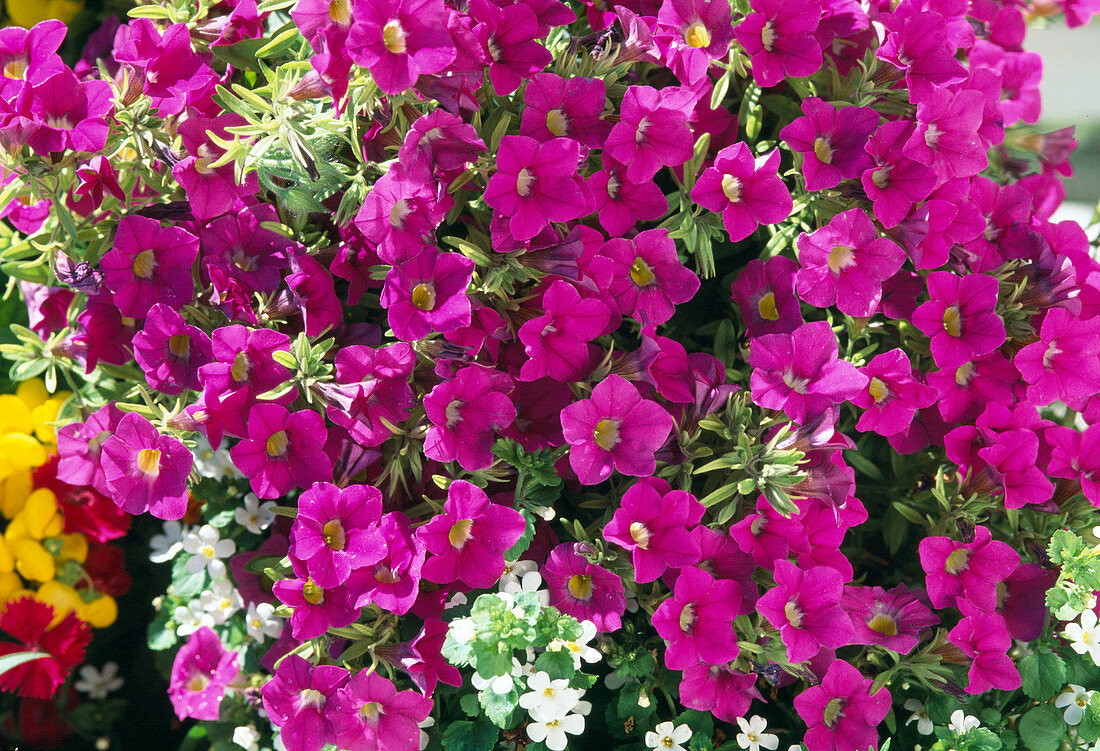 Petunia-Hybr. 'Million Bells Pink'