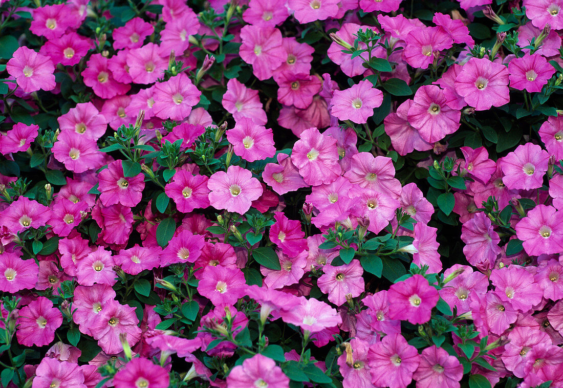 Petunia Grandiflora F1 hybrid