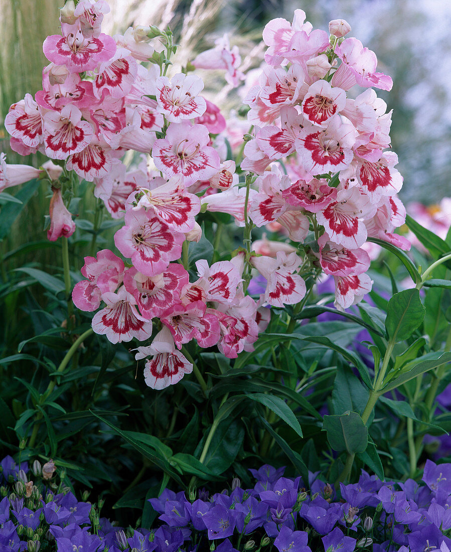 Penstemon hartwegii 'Tubular Bells Rose'