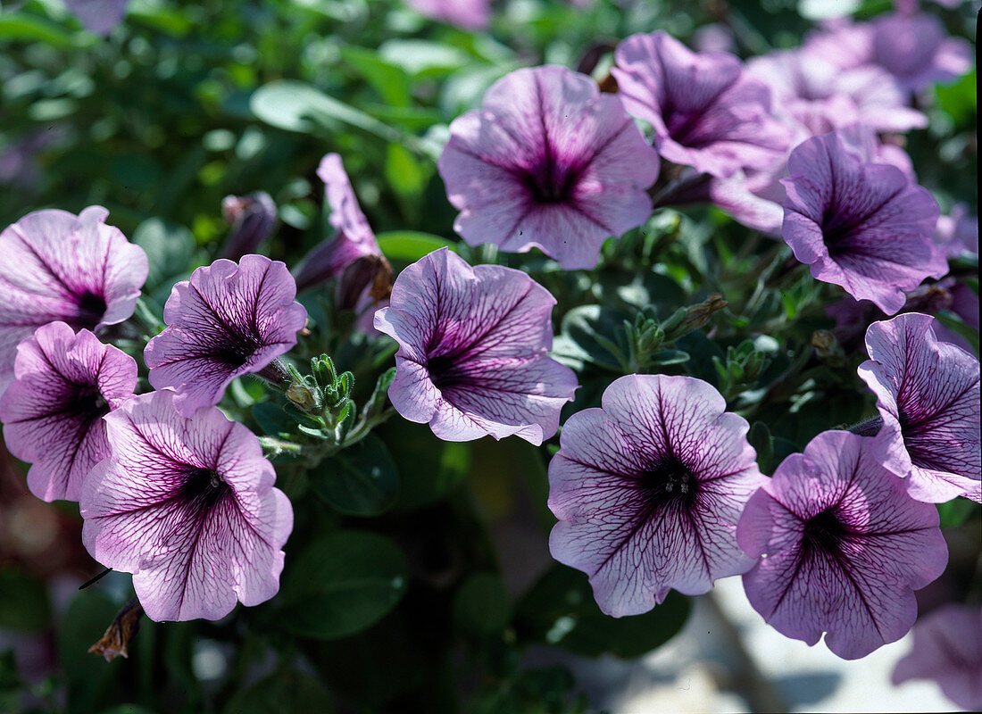 Petunia Surfina Hybr. 'Mary Blue'