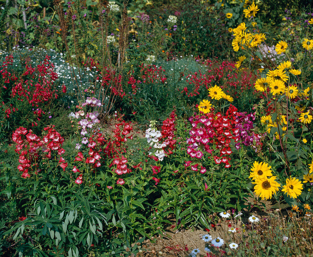 Penstemon hartwegii 'Schönholzeri'