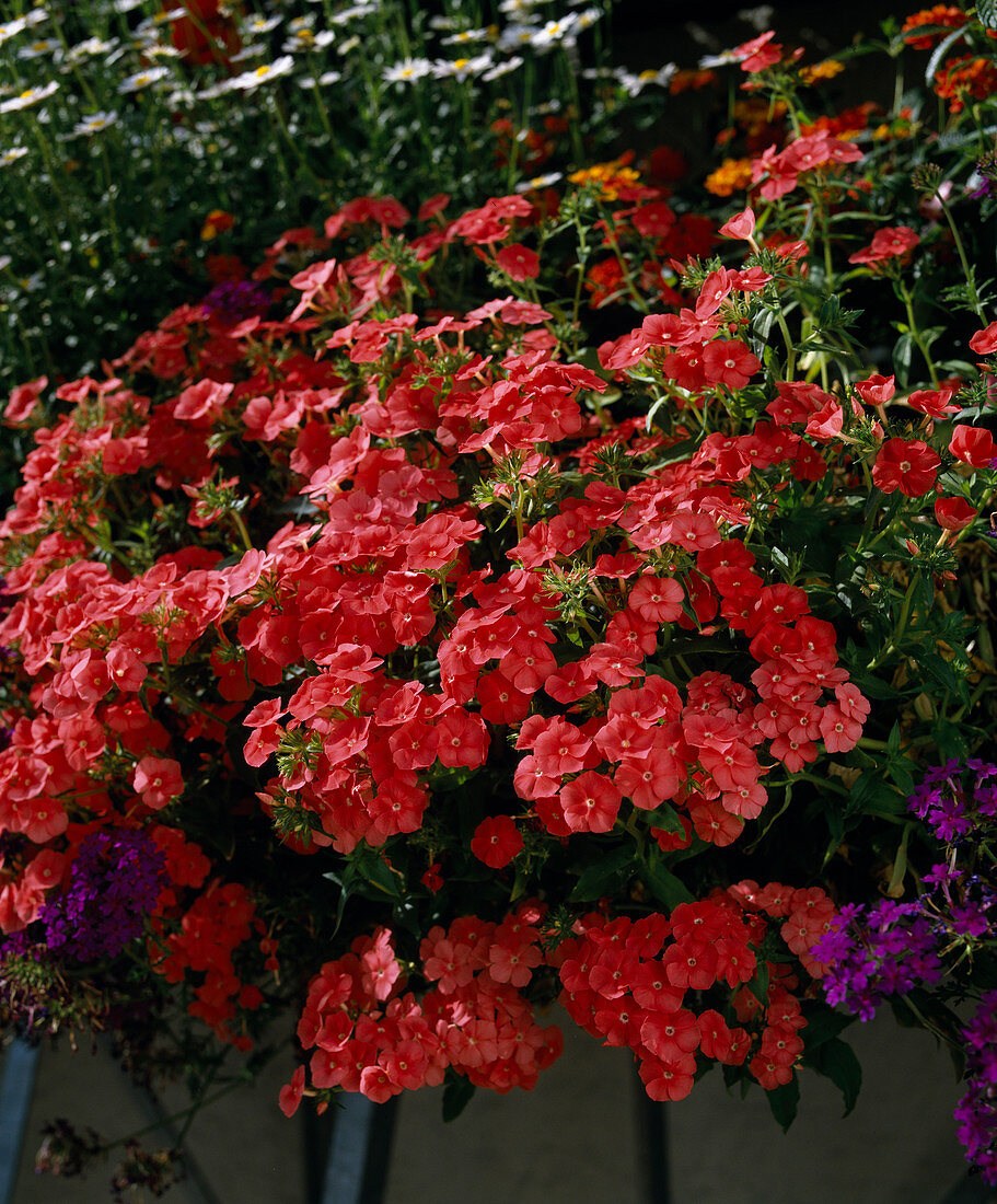 Phlox drummondii 'Salmon Beauty'