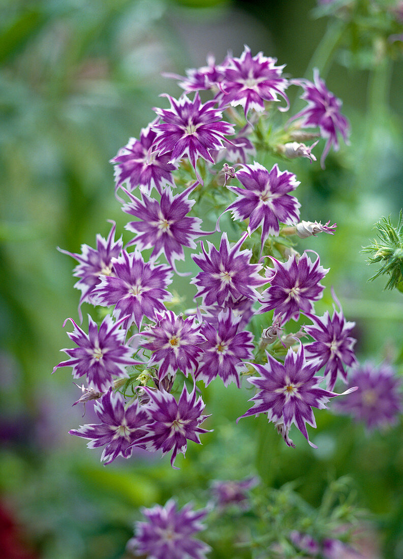 Phlox Drummondii Twinkle series