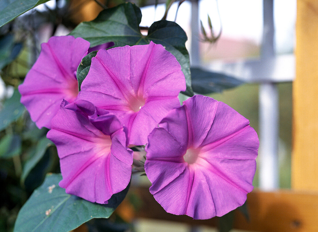 Pharbitis learii (syn. Ipomoea learii)