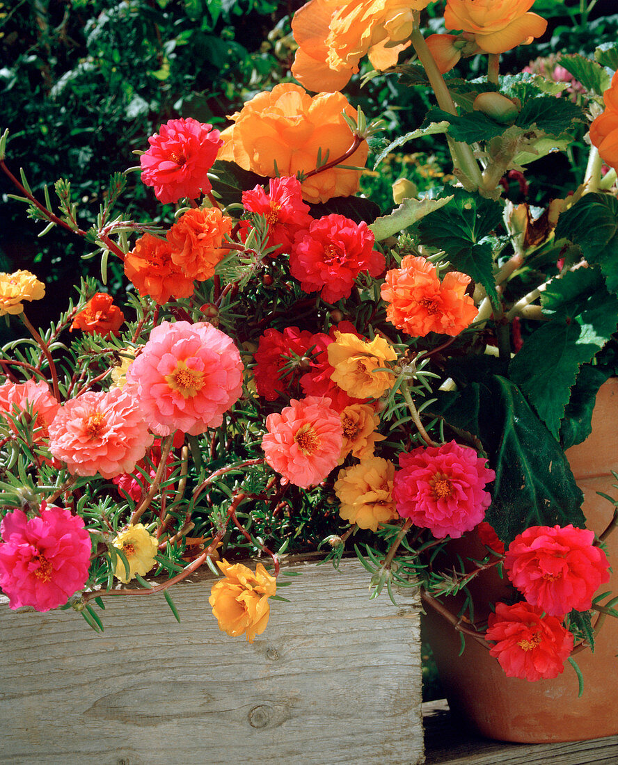 Portulaca Grandiflora