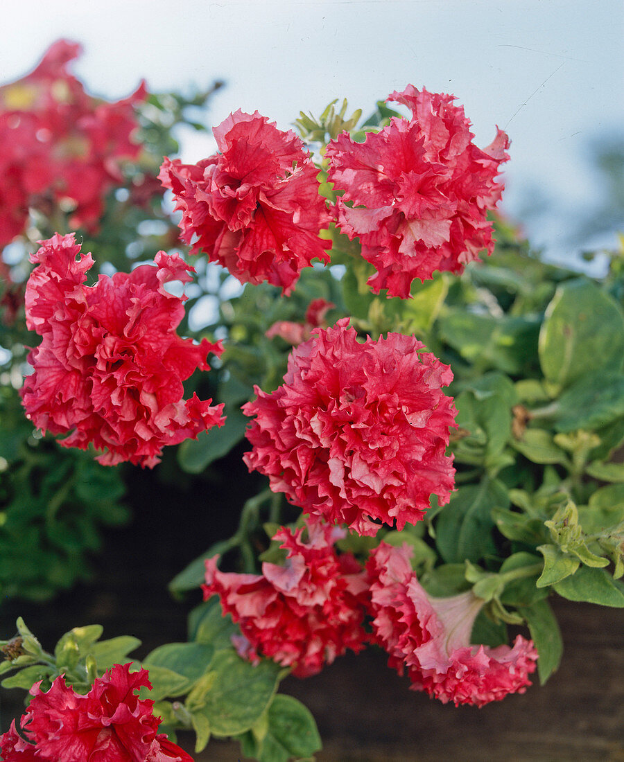 Petunias