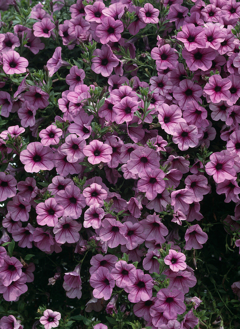 Surfinia petunia 'Pink Vine'