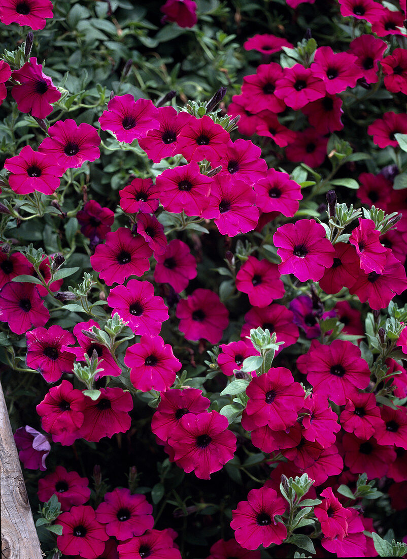 Surfinia Petunia 'Revolution'