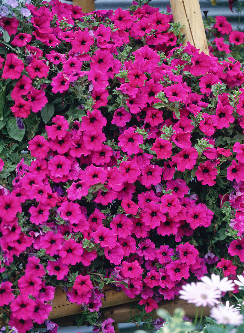 Petunia-Surfinia 'Revolution'