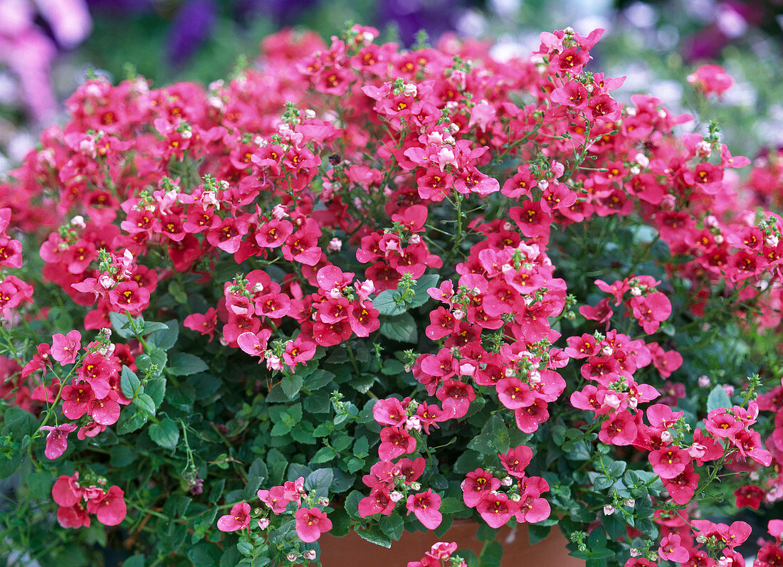 Diascia 'Red Ace'