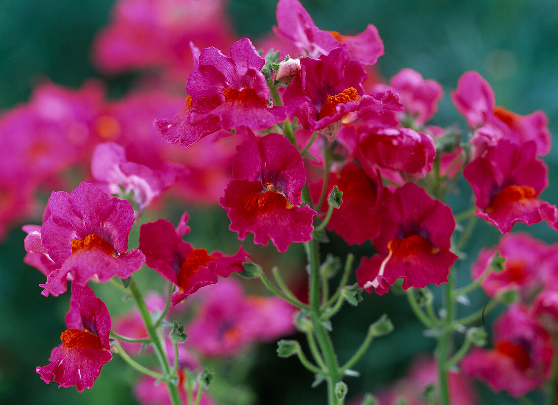 Nemesia Sunsatia 'Blackberry' (Elfenspiegel)