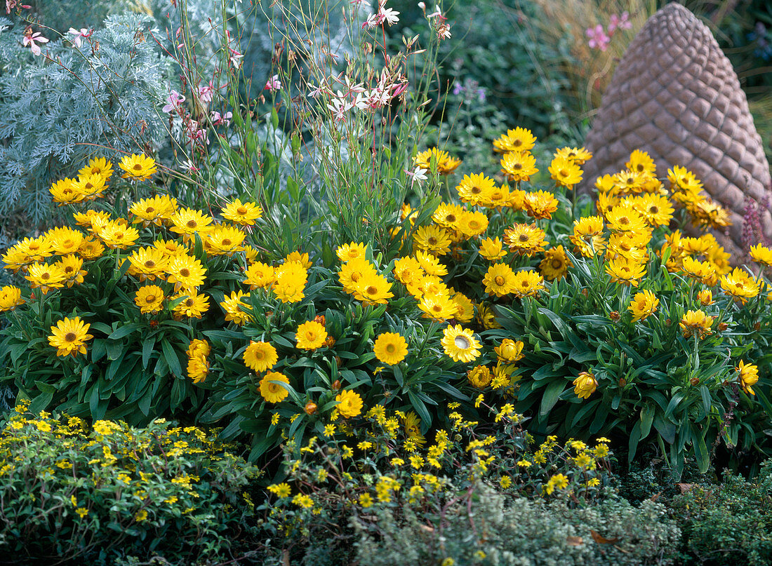 Helichrysum sundaze 'Gold' (Strohblumen)