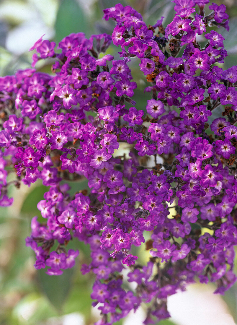 Heliotropium (flowers of vanilla flower)