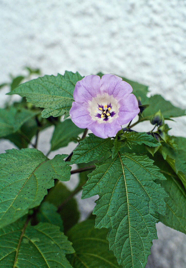 Nicandra physaloides