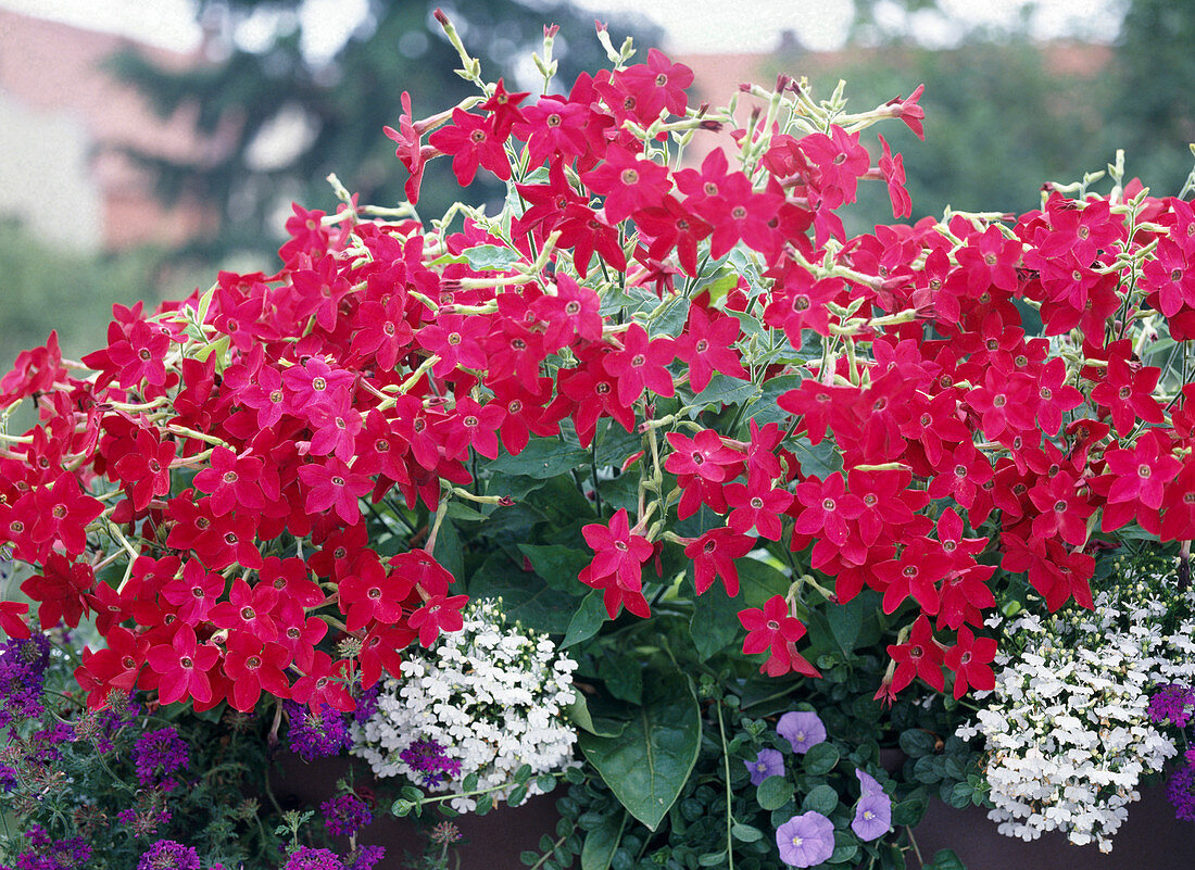 Nicotiana sanderae 'Nicki Red'