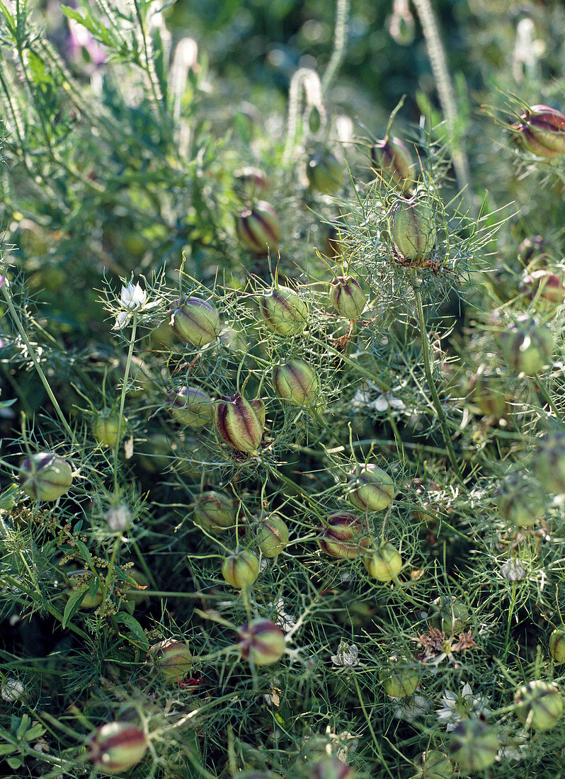 Nigella damascena