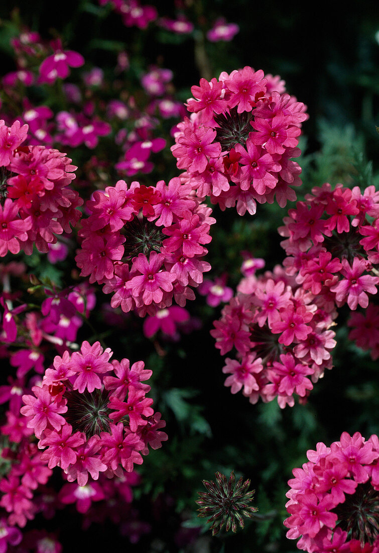 Verbena Tenera 'Kleopatra'