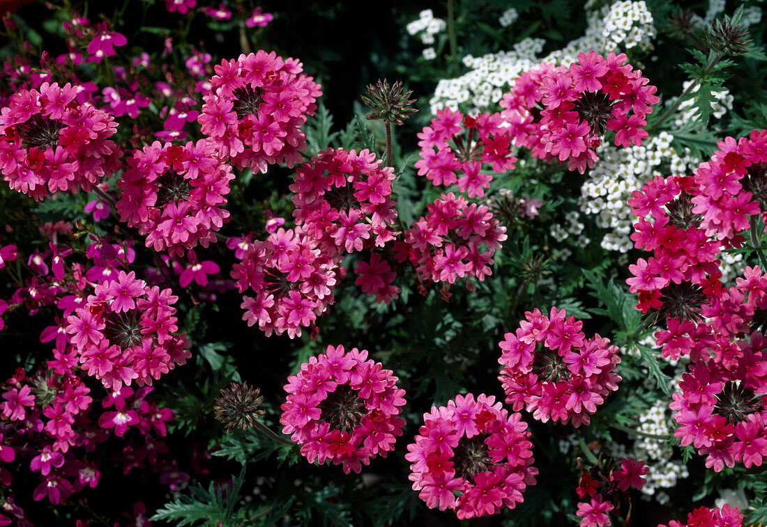 Verbena Tenera 'Cleopatra'