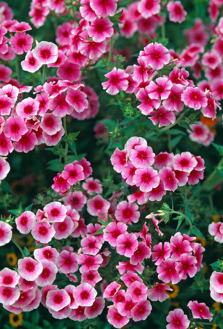 Phlox drummondii 'Rosa Schnitt'