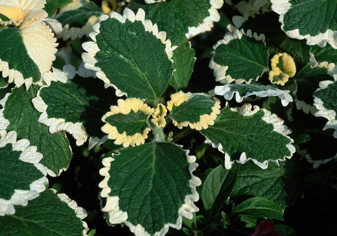 Plectranthus ciliatus