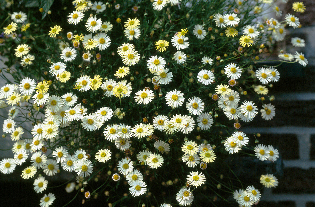 Erigeron karvinskianus