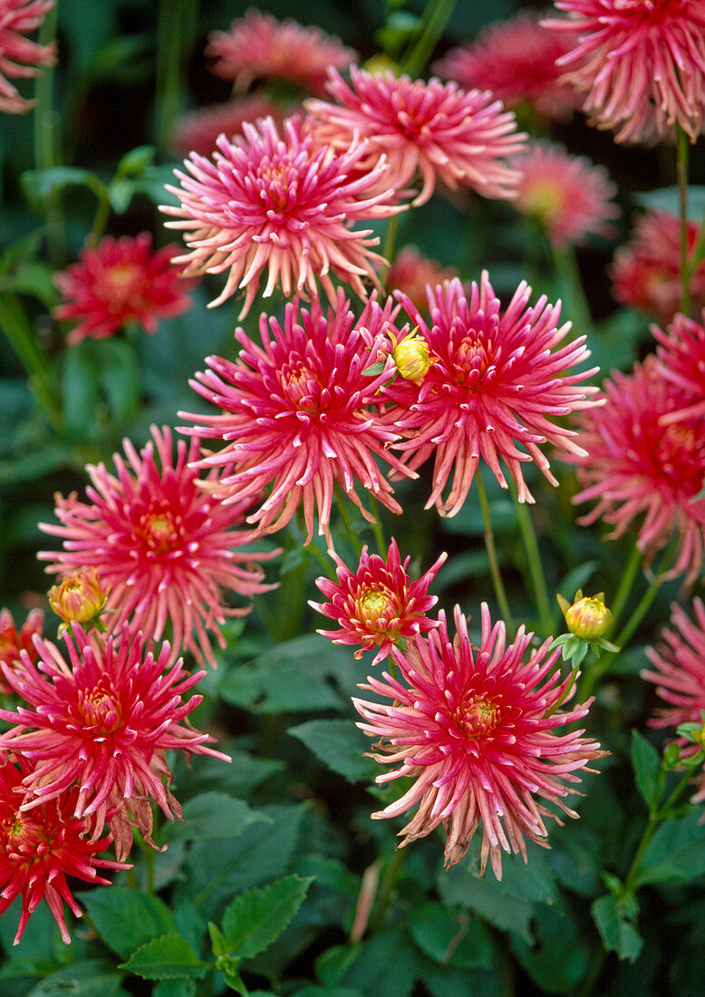 Dahlia hybrid (Cactus dahlia)