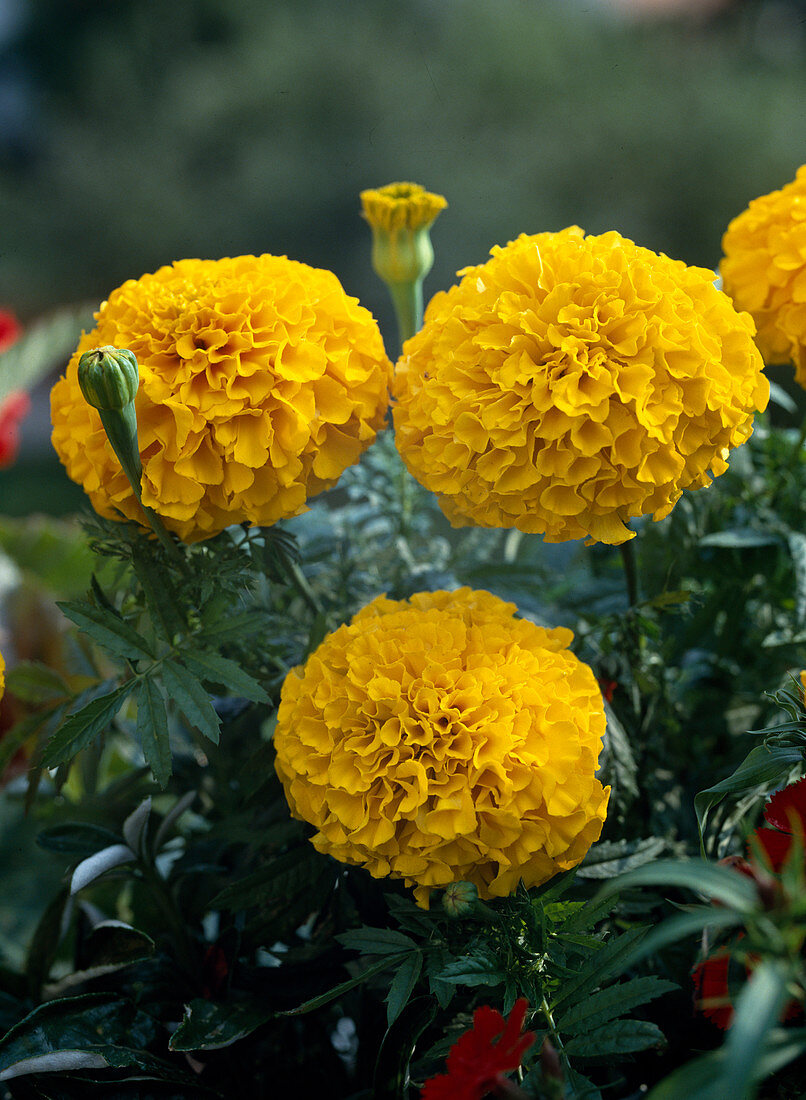 Tagetes erecta 'Perfection Gold'