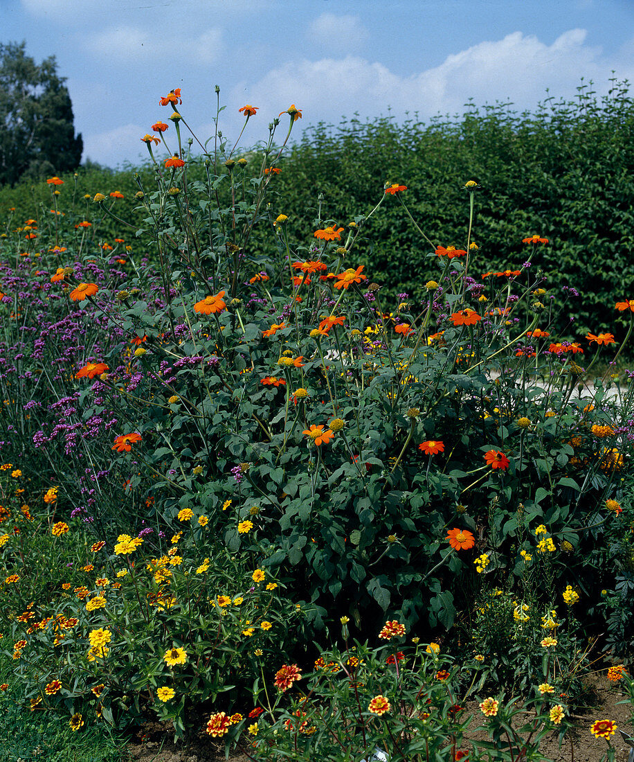 Tithonia speciosa