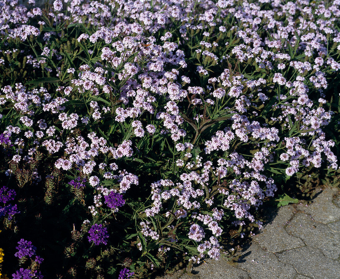 Verbena rigida