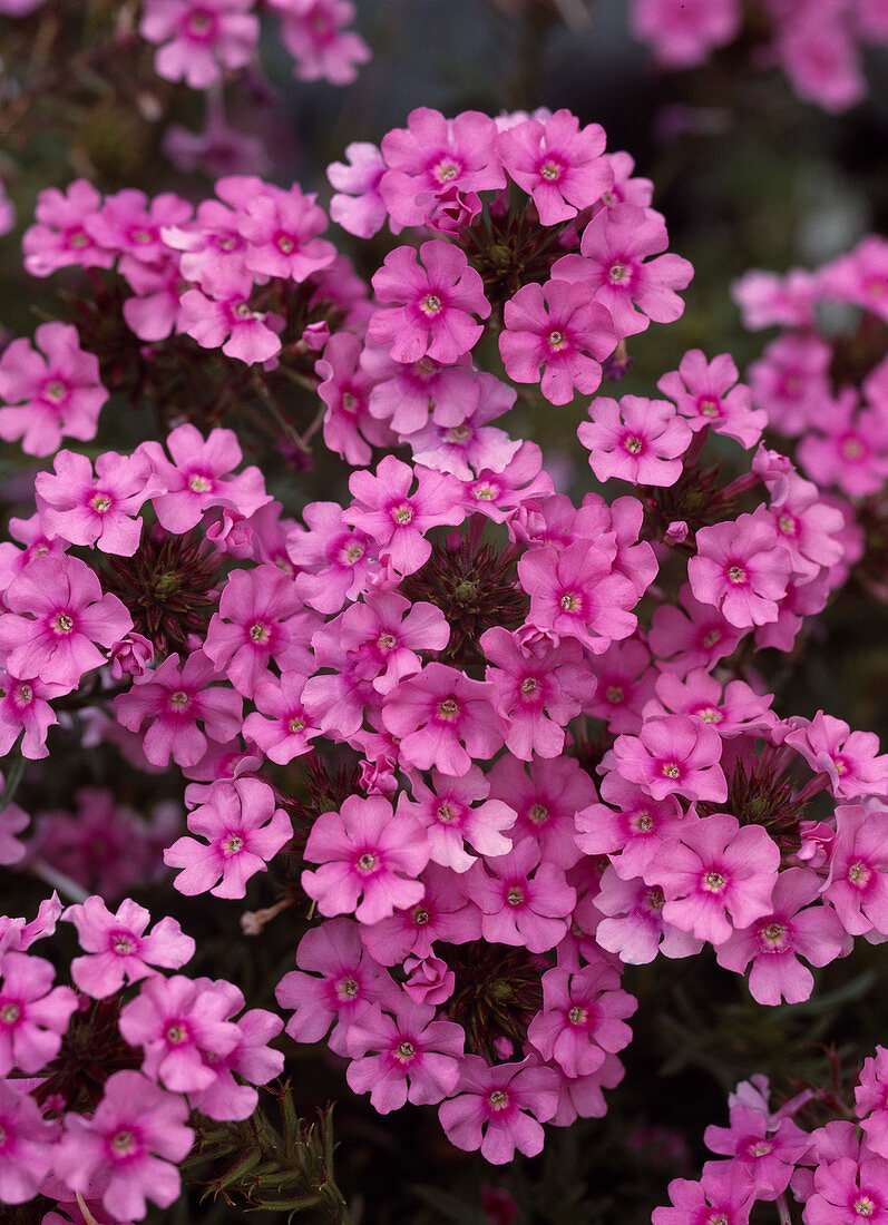 Verbena-Hybride 'Tapien' Rosa