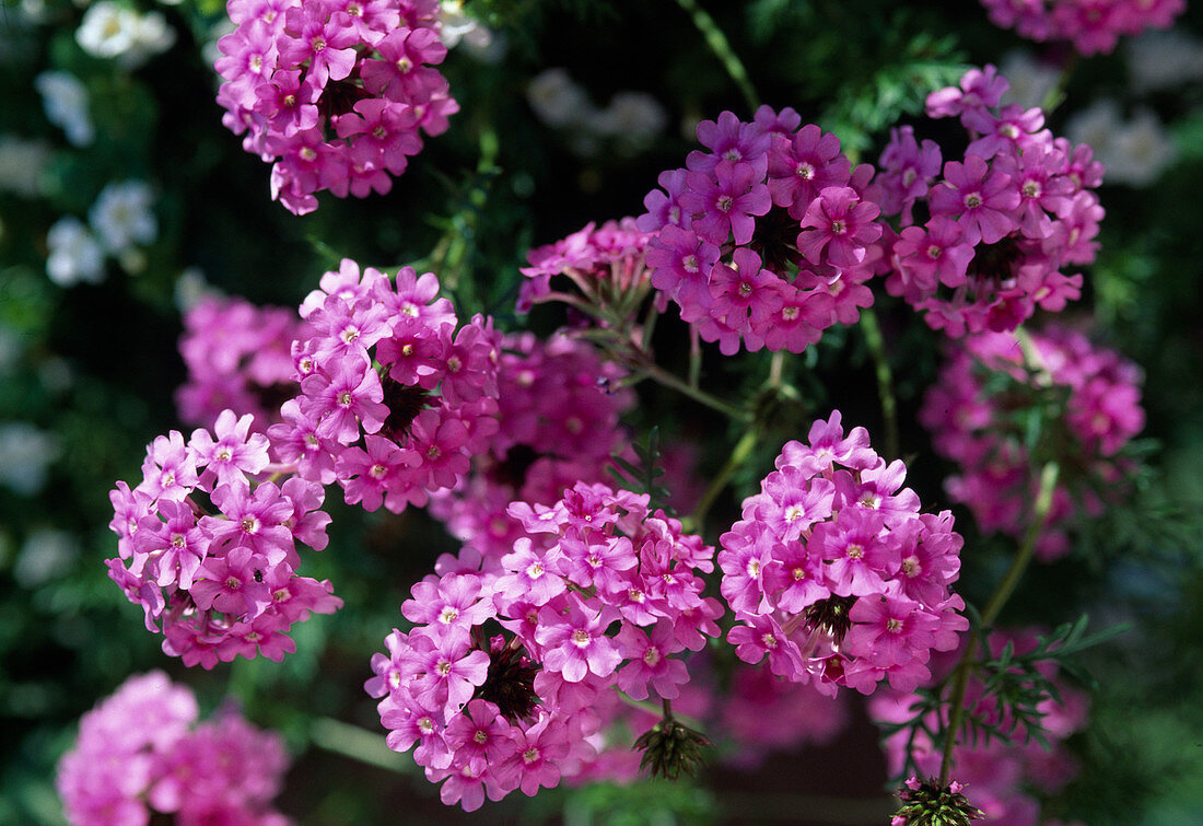 Verbena tenera 'Tapien Pink'