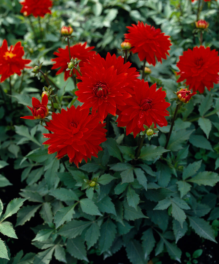 Decorative dahlia 'Linz'