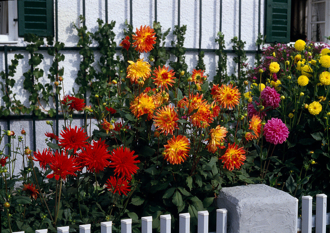 Beet mit Dahlia (Dahlien) vor Hauswand mit Vitis vinifera (Weintrauben)