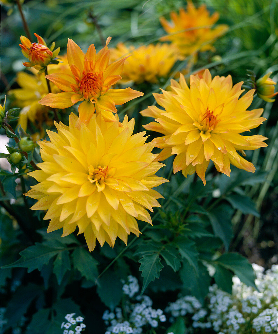 Decorative dahlia 'Baby Moon'